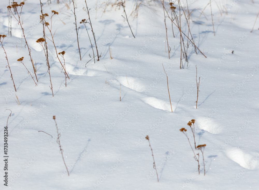 Obraz premium A field of snow with some plants and flowers