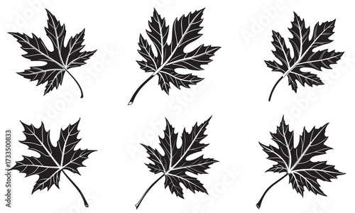 Maple Leaf Silhouettes Vector Collection Silhouette