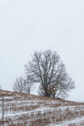 Wallpaper Mural Winter Landscape with Bare Trees and Snowy Field Torontodigital.ca