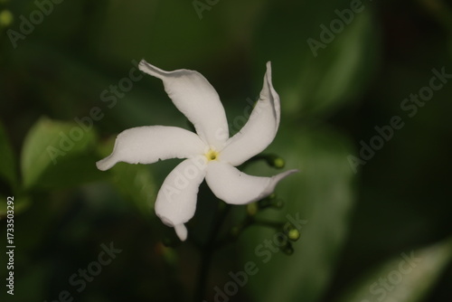 The subject is Jasmine flower.