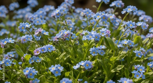Field of forget-me-nots in full bloom, springtime floral beauty captured