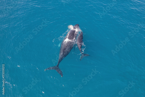 Top down aerial views of a Humpback Whale with calf feeding in shallow waters