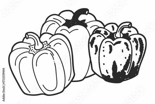 vector illustration of a capsicum