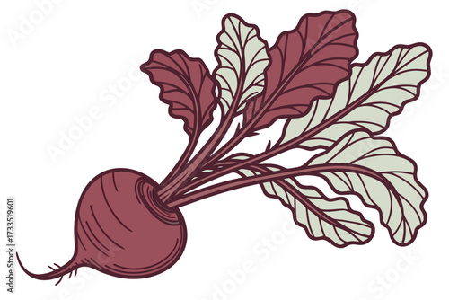 beetroot isolated on white background