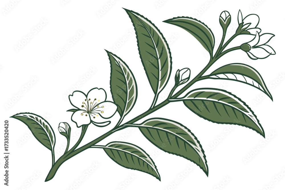 Fototapeta premium branch of a tea plant