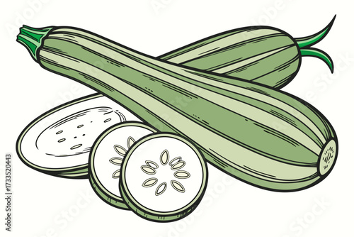 vector illustration of a zucchini vegetable