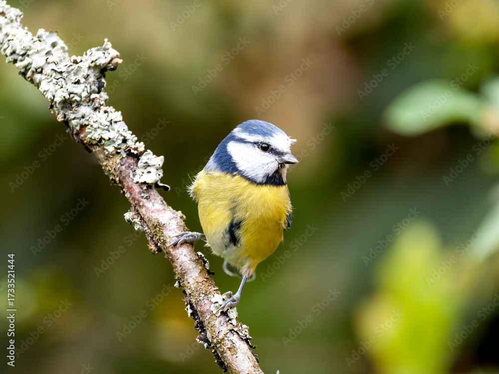 Fototapeta premium Blaumeise, Cyanistes caeruleus