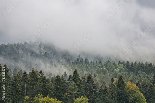 The sky is cloudy and the trees are covered in mist