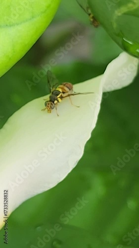 Close Up of Insect on Delicate White Petal, Showcasing Vibrant Colors and Intricate Details Amidst Lush Green Foliage in Serene Nature Setting