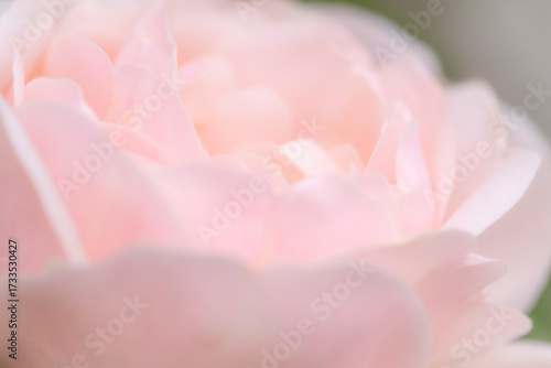 Wallpaper Mural "Thank you" is the flower meaning, pink rose Torontodigital.ca