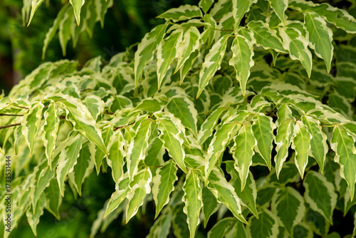 Wallpaper Mural Cornus kousa dripping bright green leaves Torontodigital.ca