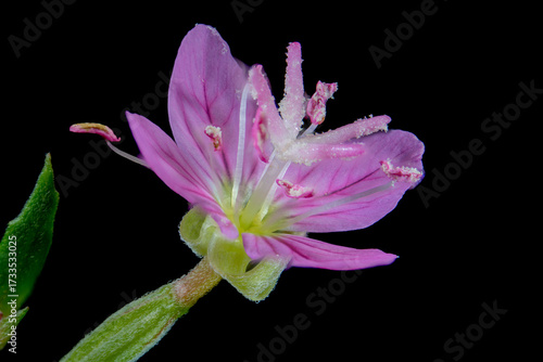 Full blooming of rose evening primrose (Oenothera rosea) in Japan in September