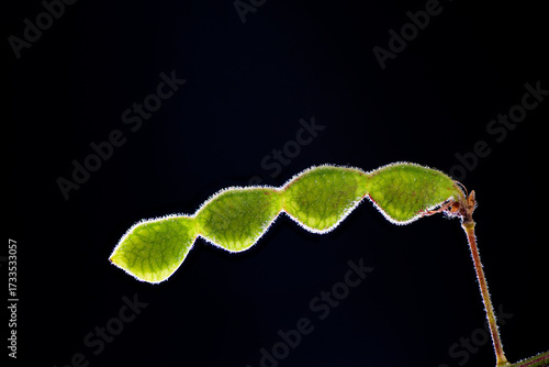 Pod of panicled leaf ticktrefoil (Desmodium paniculatum) in Japan in September, backlit photo