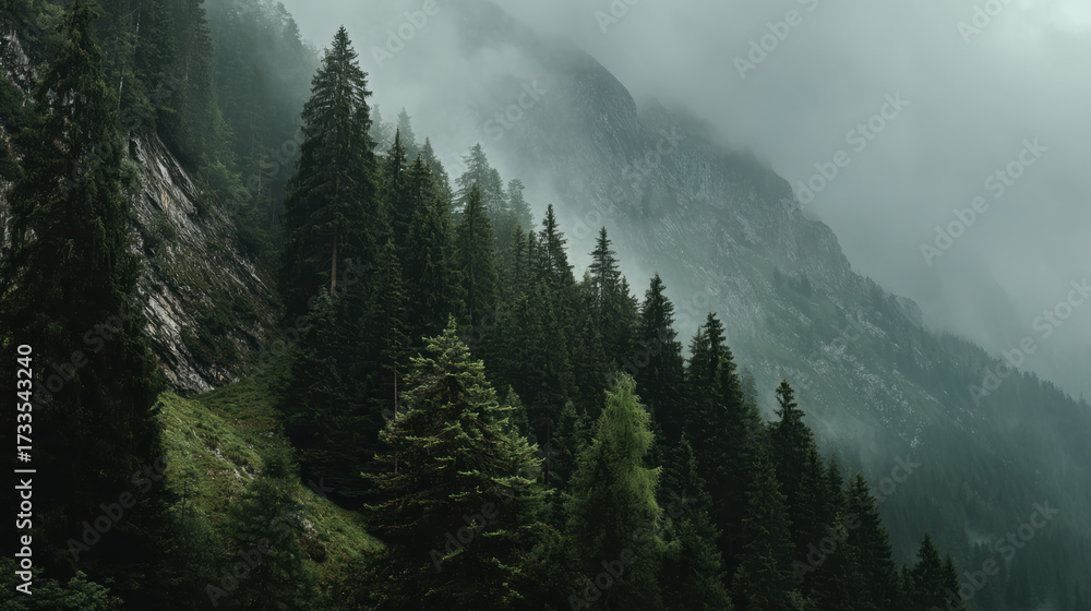 Fototapeta premium Moody foggy mountain forest with pine tree landscape