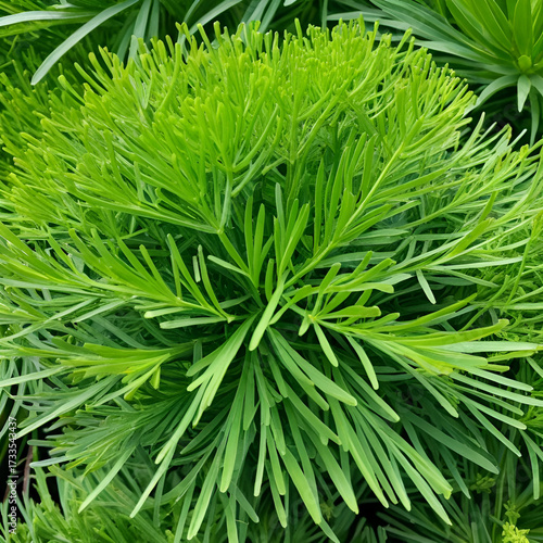 Sea fennel