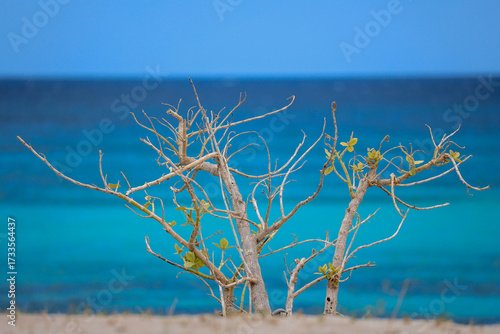 Beautiful, deserted Caribbean beach near the border with Haiti. Tranquil, crystal clear, turquoise Caribbean sea. Peaceful vacation, nobody. Contrast with bush branches in the foreground. Copy space. 