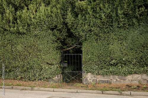 Old black metal gate hidden in dense green hedge along stone wall