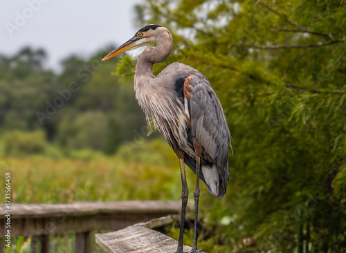 Obraz na płótnie A very photogenic great blue heron posing on a wooden walkway in Sweetwater Wetl