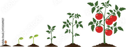 Growth stages of tomato plant from seed to seedling, young plant, mature plant with red fruits, agriculture farming vector illustration.