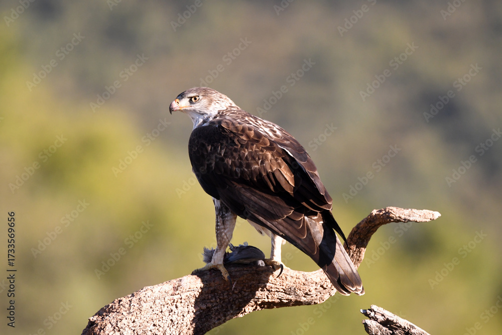 Fototapeta premium aguila perdicera en la sierra