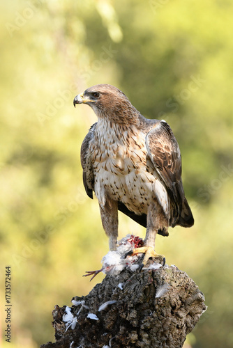 aguila perdicera en la sierra
