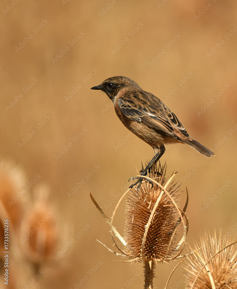 Fototapeta premium tarabilla entre los cardos en otoño
