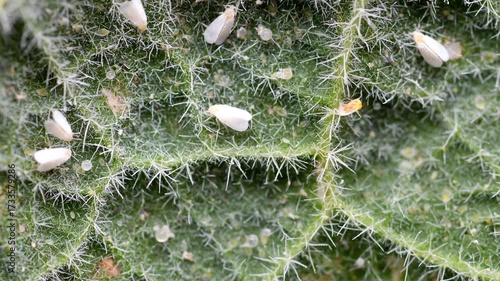 greenhouse whiteflies in a microscopic view, on a leaf and on a branch
