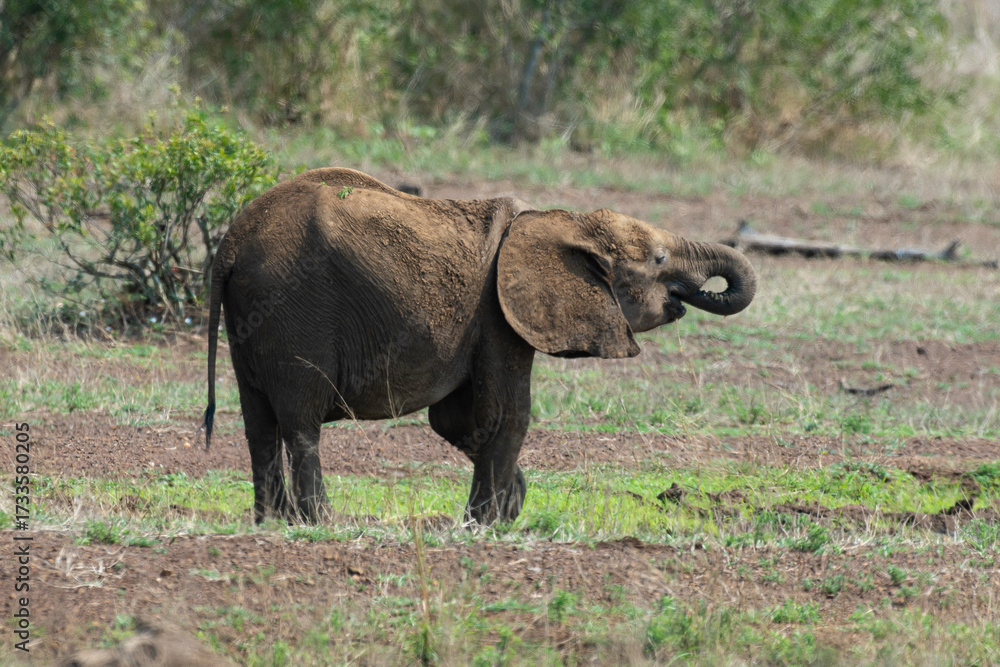 Fototapeta premium Éléphant d'Afrique, jeune, Loxodonta africana, Parc national Kruger, Afrique du Sud