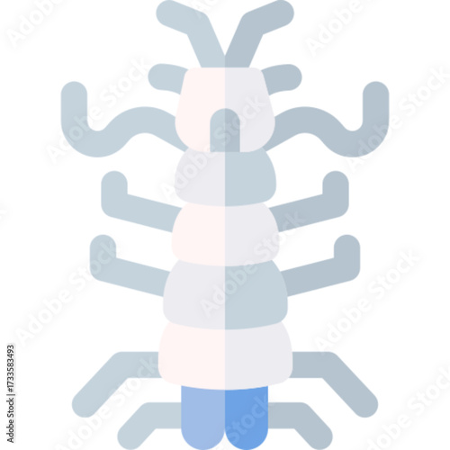 Sea mantis or mantis shrimp for marine concepts