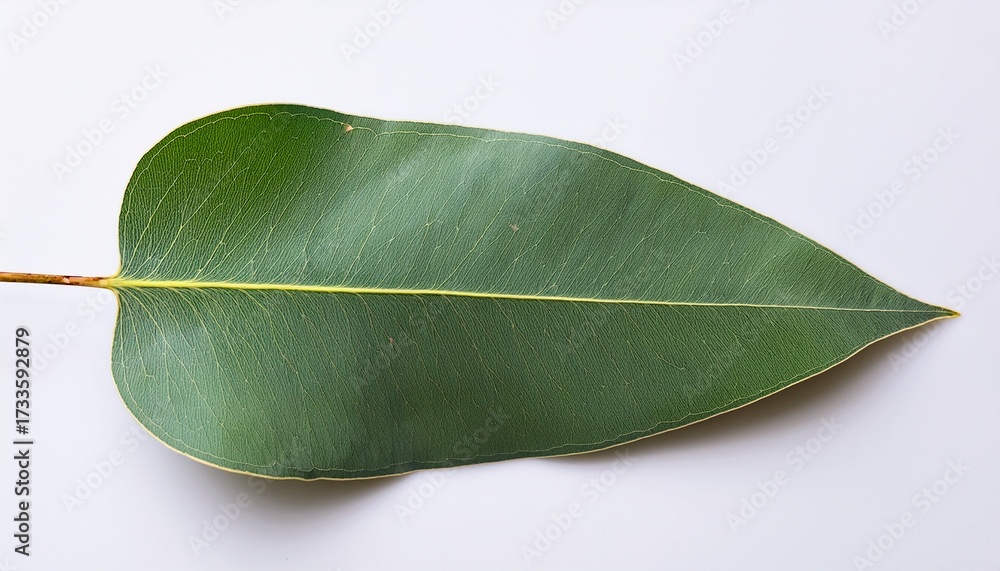 Fototapeta premium Green Eucalyptus Leaves On White History