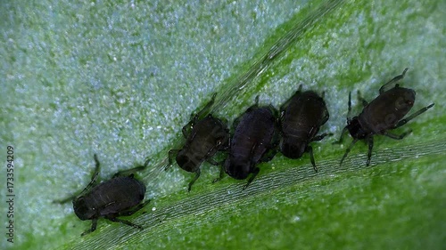 black and green lice on a green leaf, microscopic view