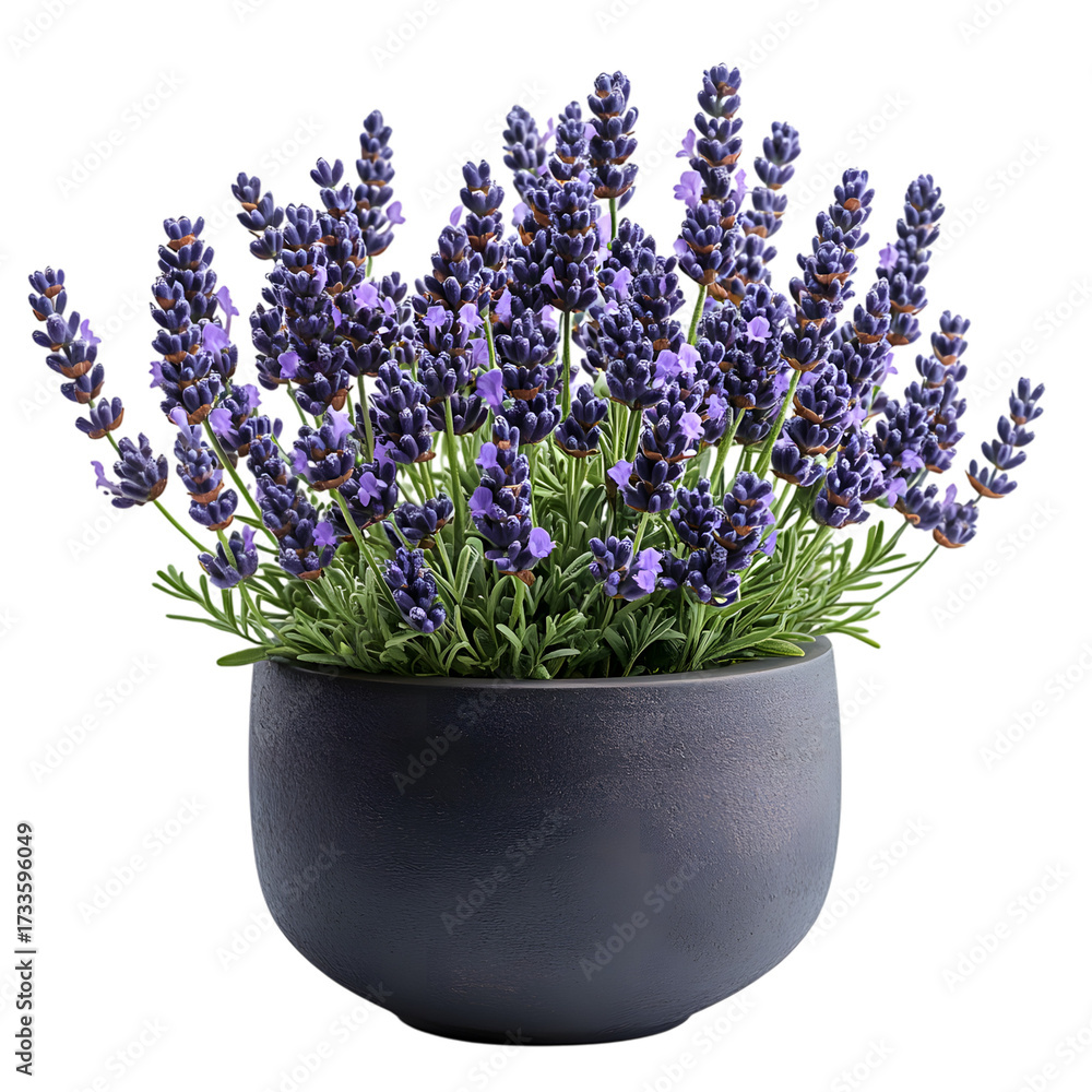 Obraz premium A lush potted lavender plant with vibrant purple flower spikes in a dark gray concrete pot isolated on transparent background