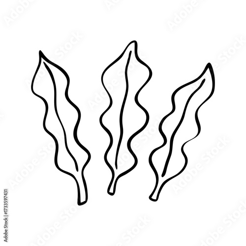Hand Drawn Seaweed Leaves Illustration