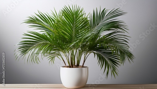 Lush Green Areca Palm Plant In A White Pot Isolated On Transparent Background