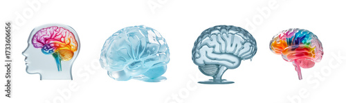 A set of brain sculptures in profile on a transparent background