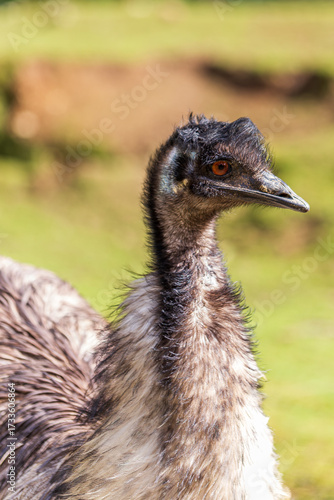 A closeup of an emu’s head and upper body