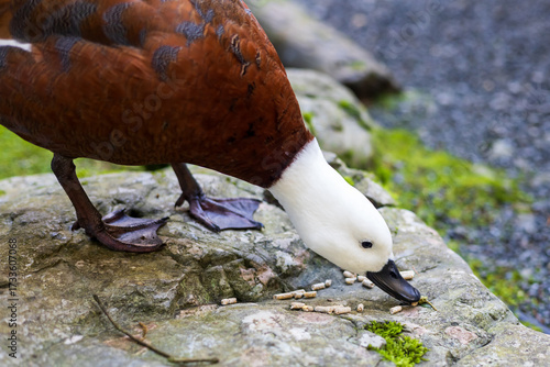 A brown and white duck pecks at scattered food pellets on a mossy rock.
