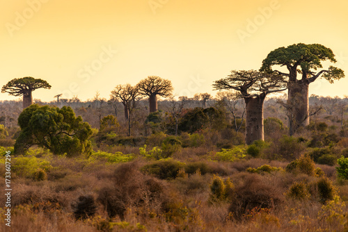 Iconic baobab trees (Adansonia grandidieri) dominate the unique landscape of the Kivalo Protected Area, Madagascar, at sunset