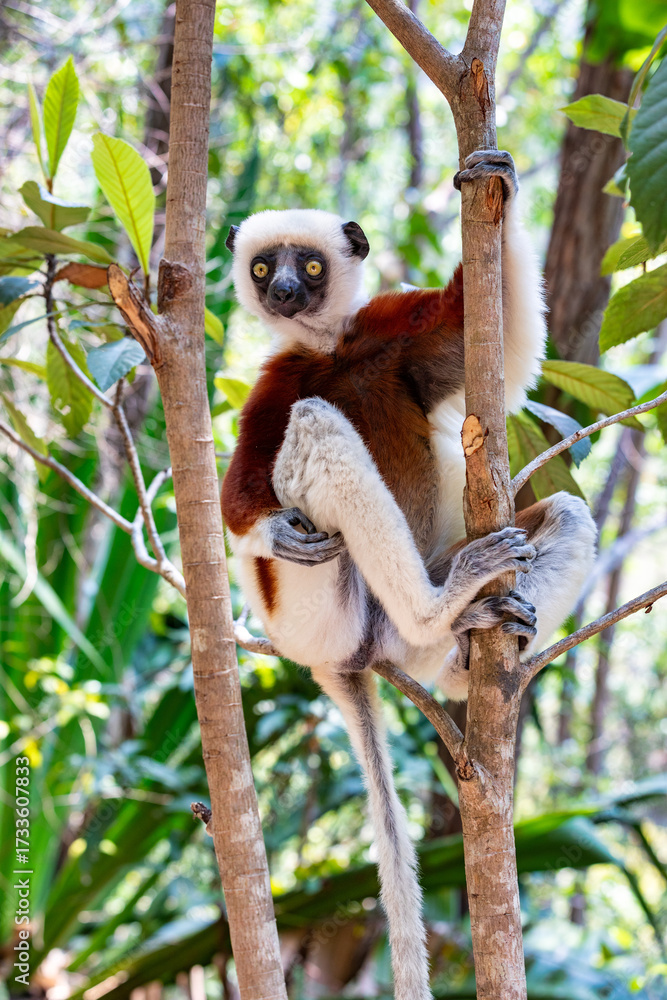 Obraz premium Coquerels sifaka (Propithecus coquereli), diurnal, medium-sized lemur of the sifaka genus Propithecus. Native to northwest Madagascar. Reserve Peyrieras Madagascar Exotic, Madagascar wildlife animal.