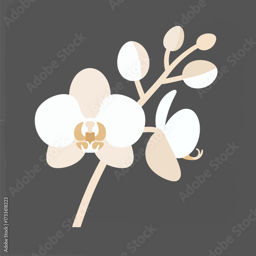 Elegant white orchid silhouette against dark background