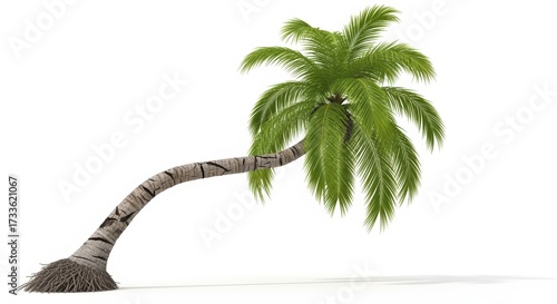 A graceful coconut palm tree with lush green fronds against a white background. Features detailed bark texture and visible roots. Perfect for tropical designs and summer themes.
