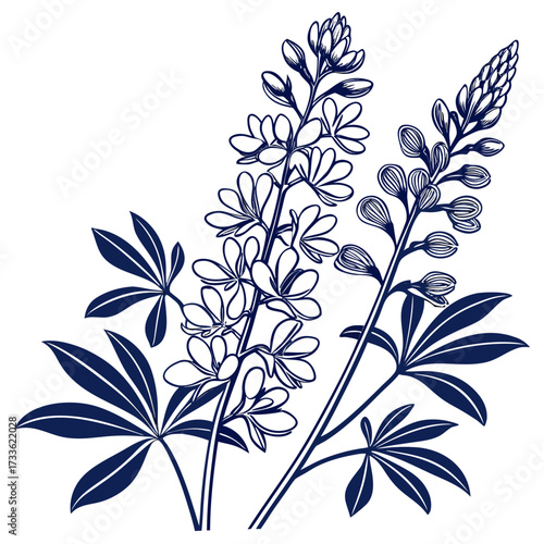 blue false indigo on white background 