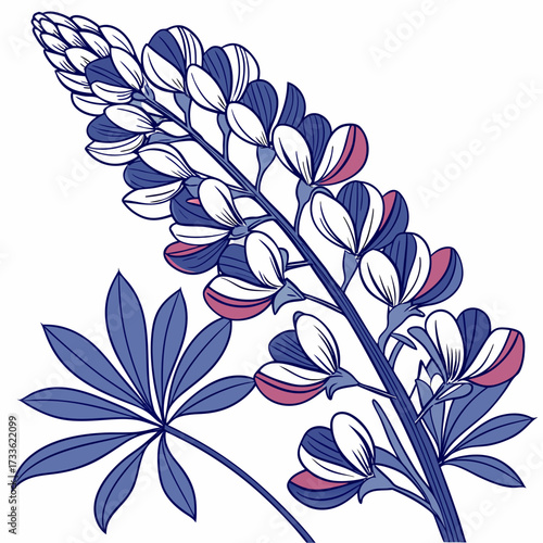 blue false indigo line art on white background 