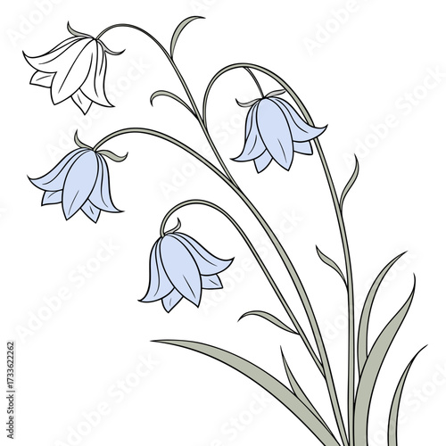bluebell vector