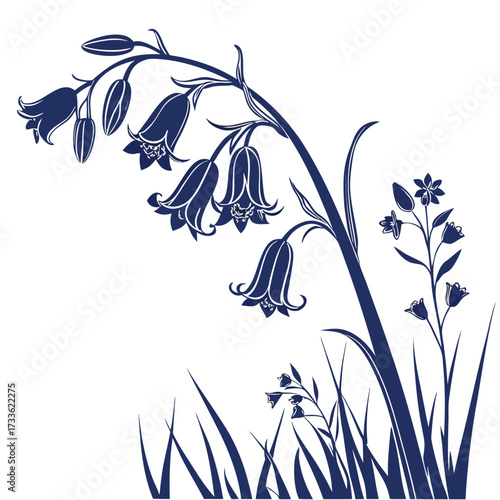 bluebell on white background 