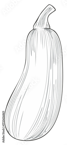 Line art illustration of a fresh zucchini vegetable with stem