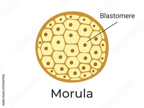 Morula. The Embryo cell of 16 blastomeres in a solid ball contained within the zona pellucida. The Stage of segmentation of a fertilized ovum. Human embryo. Vector medical illustration.	
