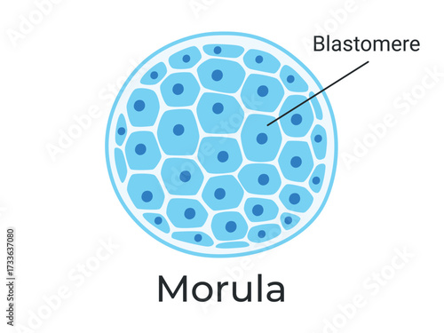 Morula. The Embryo cell of 16 blastomeres in a solid ball contained within the zona pellucida. The Stage of segmentation of a fertilized ovum. Human embryo. Vector medical illustration.	