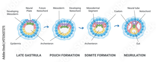 Neurulation of human embryonic. Transformation of the neural plate into the neural tube. Vector medical illustration for textbooks, lectures, and medical presentations.