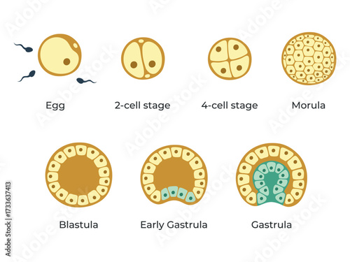 The stages of segmentation of a fertilized ovum. Human embryonic development. Zygote, 2-cell, 4-cell, 8-cell, morula, blastula, gastrula. Vector medical illustration.